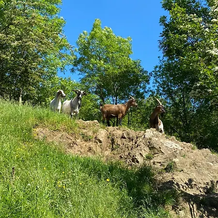 Vakantiehuis Les Rives Du Lay Rochejaquelein